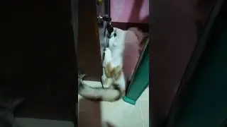 Kucing Bobok😁 #kucing #funny #fyp