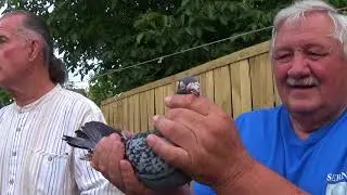 Galambmustra  néhai Fazekas Ferenc dúcánál