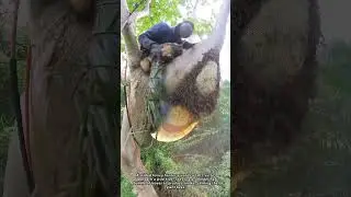 How Wild Forest Honey is Traditionally Collected