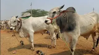 pebbair eddula santha | Ongole Bulls prices in pebbair market &lrm;@PURNA FARMS AGRICULTURE&nbsp;