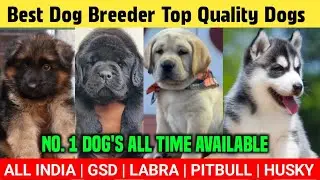 Cheapest Dog Puppies Market in Delhi 2026 Latest Video.