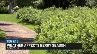 Weather affects Northland berry picking season