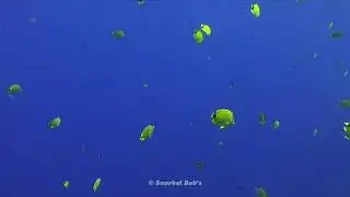 Milletseed Butterflyfish
