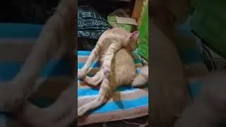Cute cat preparing for night sleep