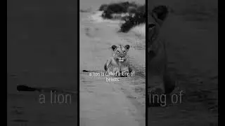 Roar of Leadership: Unleash Your Inner Lion 🦁
