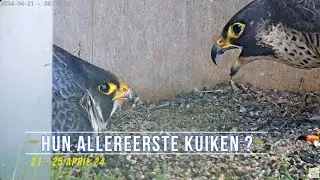 240425 Slechtvalken Oudenaarde 19 - Hun allereerste kuiken ?