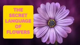 The Secret Language of Flowers Expressing Emotions Through Nature