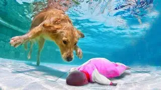 Dog Hero Saves Child!