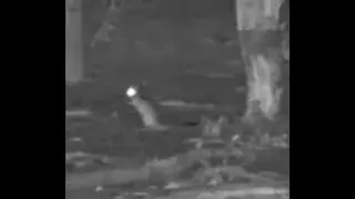 Cute little Spring Hare at Hyena Pan
