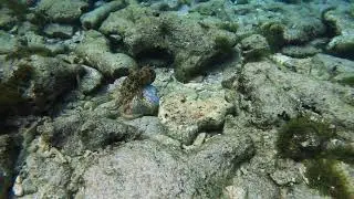 Octopus tenting a crab for food | Puerto Rico