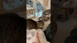 My life as a husband and a cat dad..😮&zwj;💨 #shorts #cat #funny