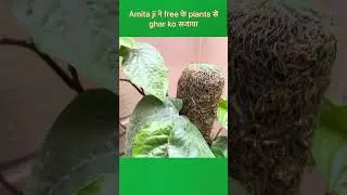 Amita ji decorated her house with free plants #shanticreations #greenlove