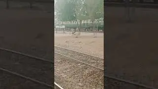 Jumma Goth Railway Station