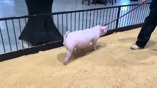 14-8 Chester boar