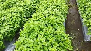 Indian basil farming