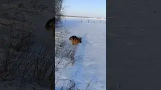 #GermanShepherd #OwczarekNiemiecki #SnowDog #WinterWalk #DogLife #Countryside #Nature #Winter #Fun
