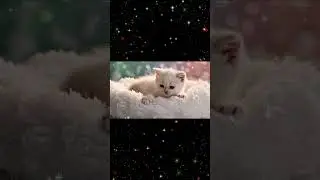 Cute Kitten ASMR | Mikeko Dives Into Fluffy Snow | Soft Light