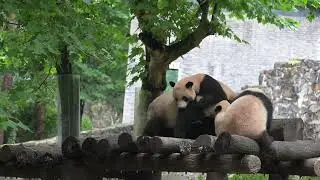 Sleeping Beauty Giant Panda Qing Bao woke up from a fight between LeLe and Qing Zai