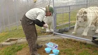White Tigers Get Medication at Turpentine Creek Wildlife Refuge