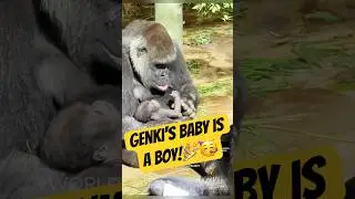 It&rsquo;s Official: Genki&rsquo;s New Baby Is a Boy!🎉