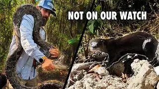 Pythons Are Hunting The Otters We Spent 5 Years Protecting
