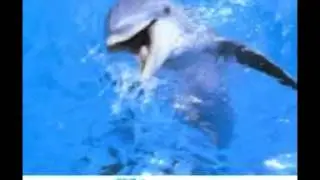 Flipper laughs - Why savers are losers