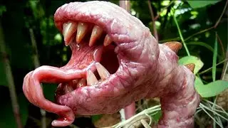 10 Растений от Которых Лучше Держаться Подальше