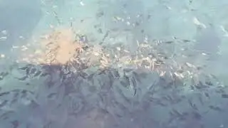 雑魚の大群～＾＾　Japan&rsquo;s Ocean: Massive Schools of Small Fish off the Boso Peninsula