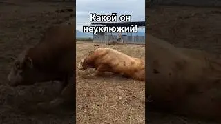Бык устроил цирк! Такого поворота никто не ожидал!#бык #быки #корова #коровы #домашниеживотные #юмор