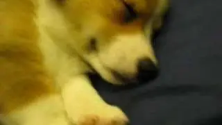Pepsi - Sleeping Pembroke Welsh Corgi Puppy