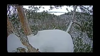 08.02.2026. Камычи. Дятел на ЛВ.