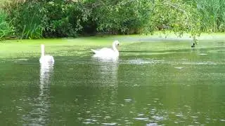 #waterbirds #birdsounds #birds uk