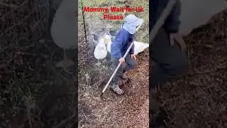 Mommy, Wait for Us Please, 等等我, Embden Geese