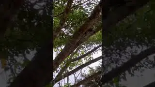 Jumping Squirrel ! #nature #animals