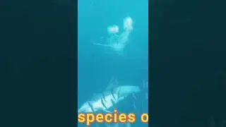 The most intelligent marine mammal