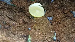 كبده بالرده  وتتبيله مميزه واسرار اشهر المطاعم
