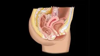 Uterine Imaging: Review of Anatomy for Transabdominal and Transvaginal Ultrasound