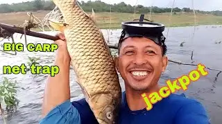 BIG CARP AND TILAPIA|NET FISHING|Philippines