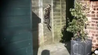 Best of Acrobat CATS! Compilation (TRY NOT TO LAUGH CHALLENGE!)