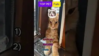 Ultimate Pet Fails Countdown 😹🤣 Try Not to Laugh!