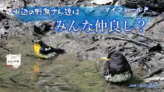 水辺の野鳥さん達はみんな仲良し？