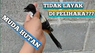 5 alasan cendet muda hutan tidak layak di pelihara