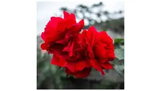 I work in the garden so it's good to look for objects to photograph