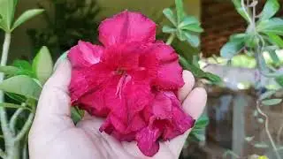 Rosas do deserto feitas atrav&eacute;s de semente e a parede verde