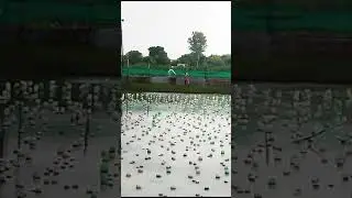 #pearl farming. lime process UP Bulandshahr