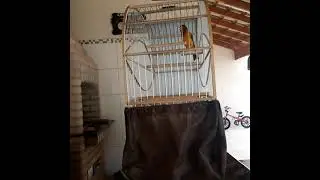 Canto Pintagol F1 CR7 - canto roda d'água AGRESSIVO FIBRA