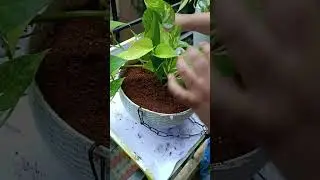 shift money plants water to soil #propagation #indoorplants #pothos