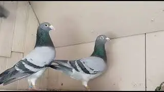 meulemans and van loon