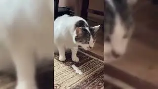 Cat throwing up hairball