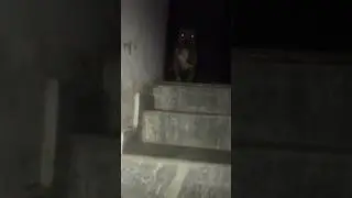 👻 भूत #shorts #pitbull